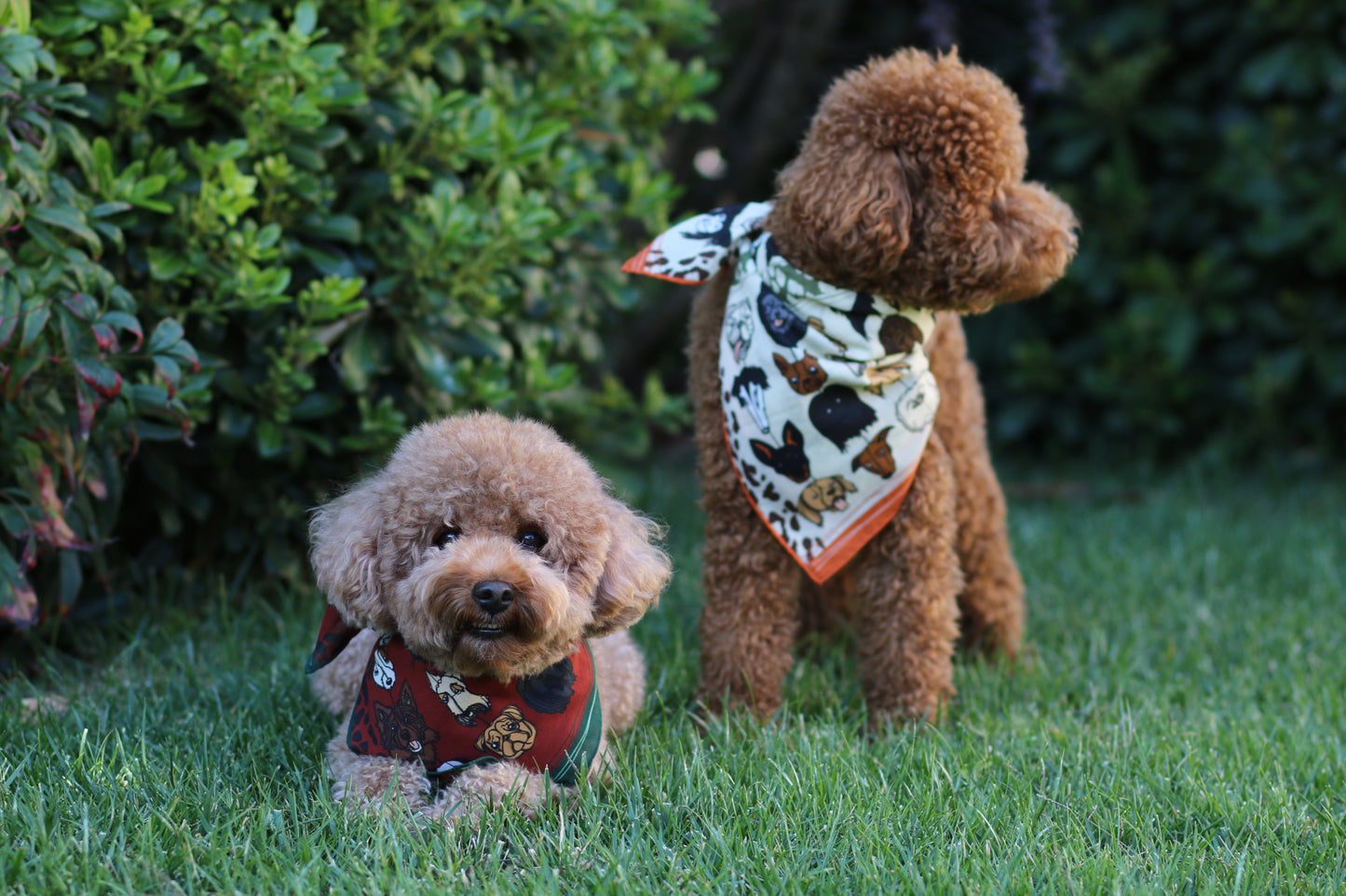 Brown Dog Patterned Cotton Scarf