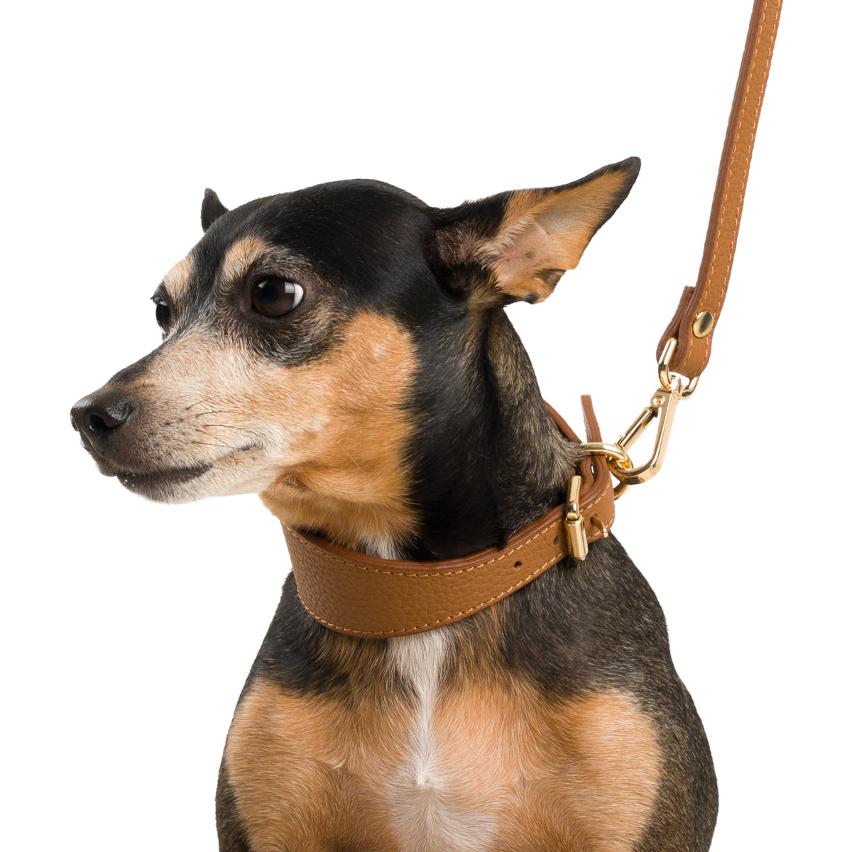 Poco a Poco Latte Beji Deri Köpek Tasması