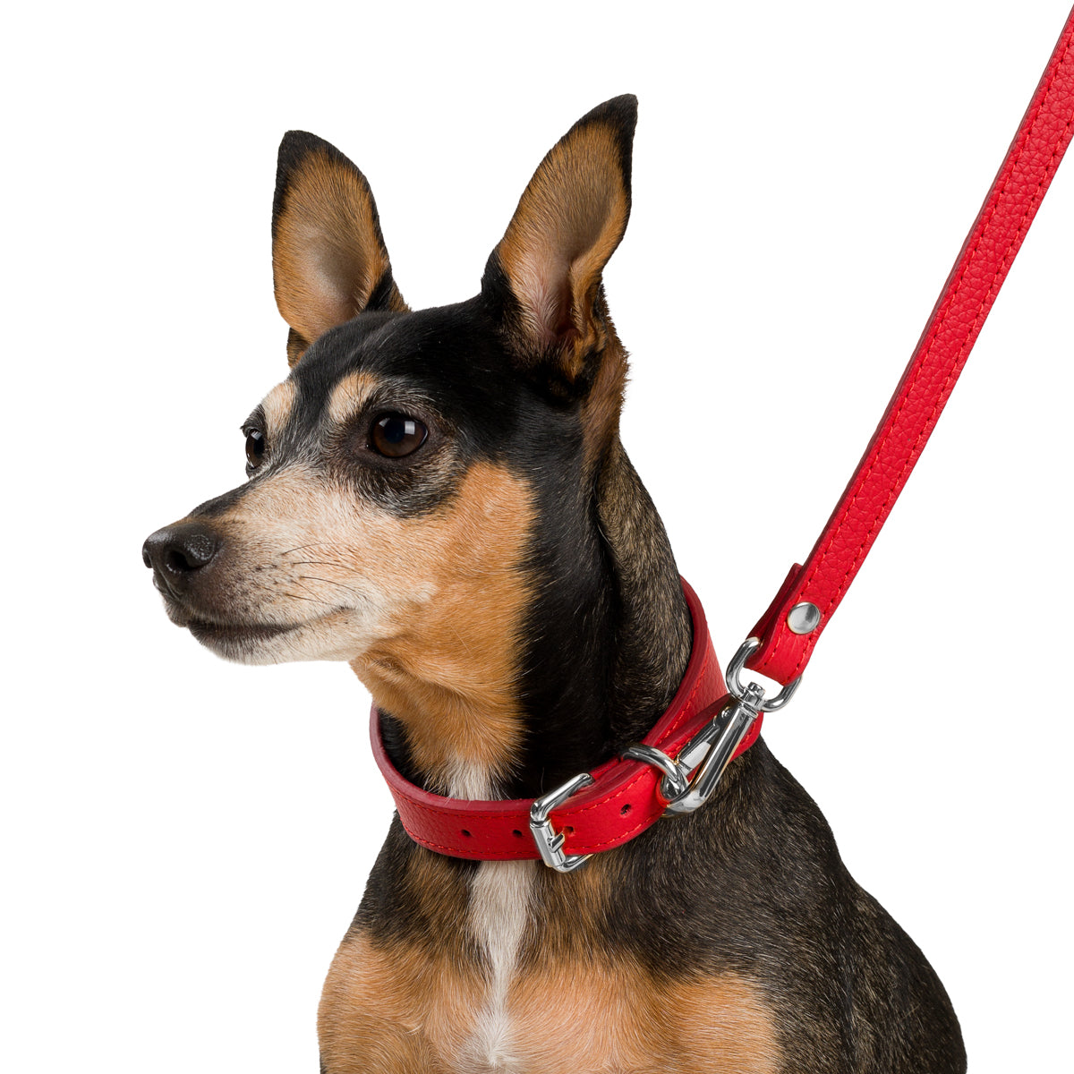 Poco a Poco Latte Beji Deri Köpek Tasması