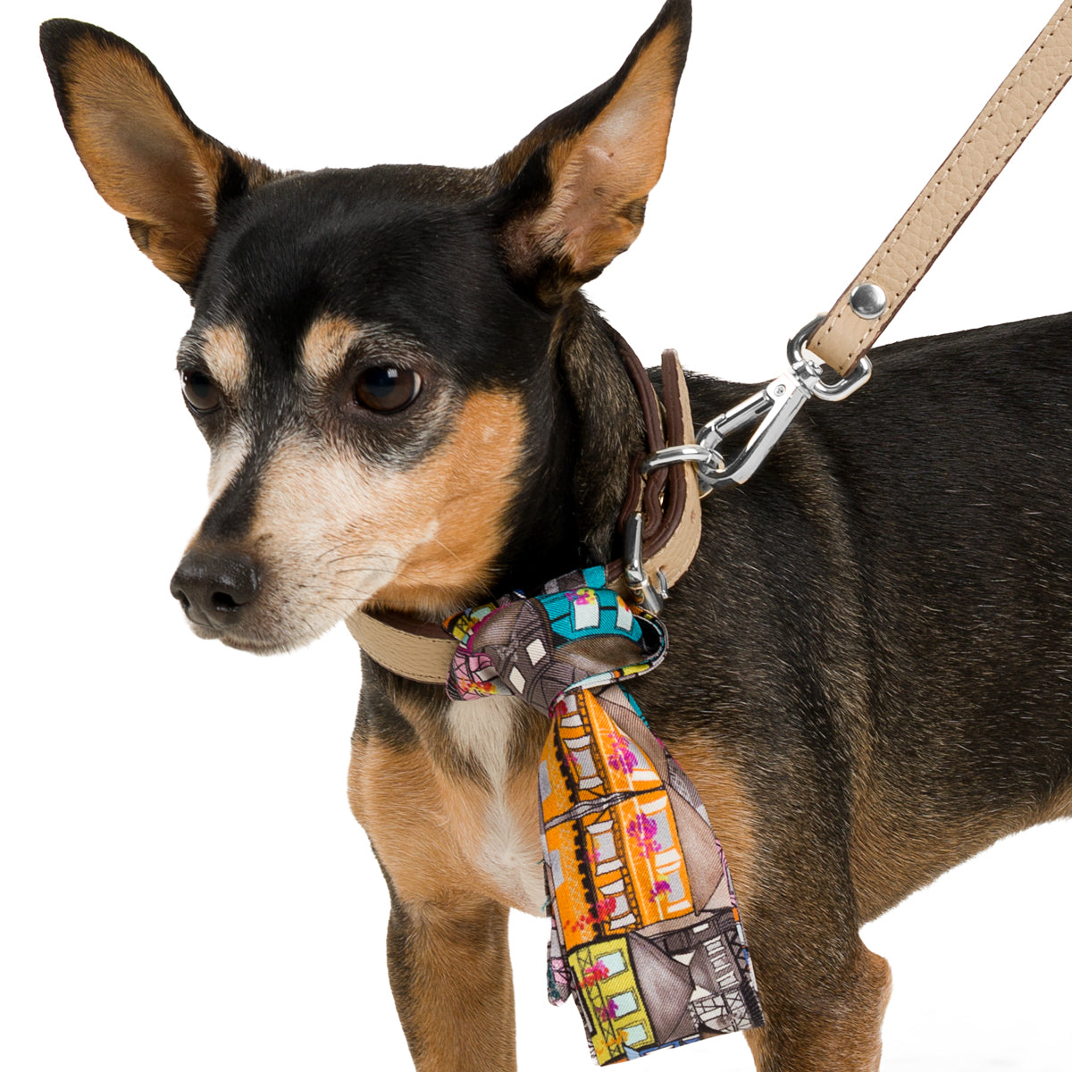 Poco a Poco Latte Beji Deri Köpek Tasması