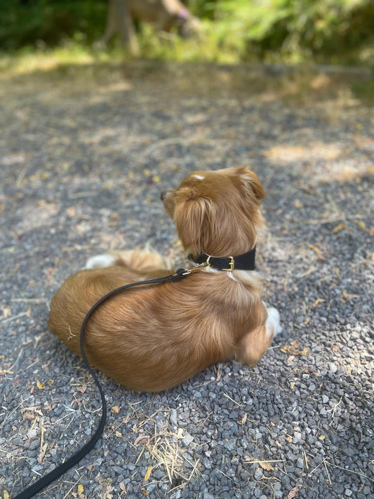 Poco Siyah Deri Dolaştırma Kayışı