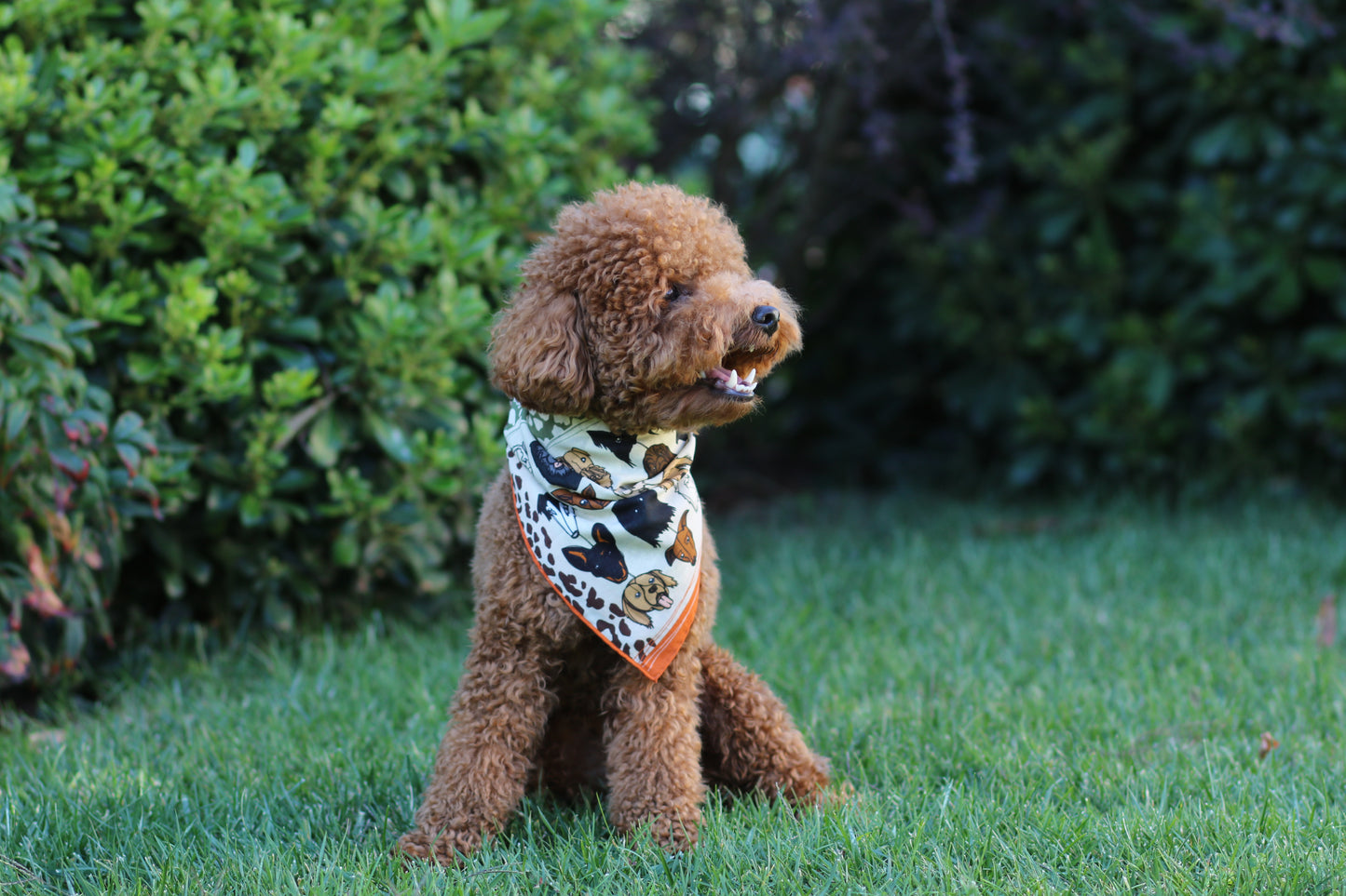 Brown Dog Patterned Cotton Scarf