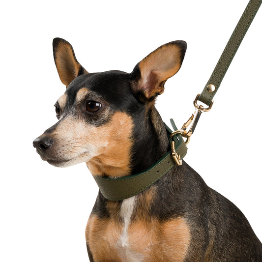 Poco a Poco Haki Deri Köpek Tasması